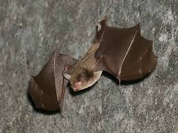 Attēlu rezultāti vaicājumam “Myotis sp.”