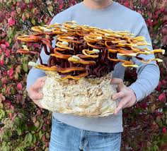 Attēlu rezultāti vaicājumam “Ganoderma lucidum”