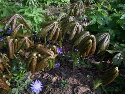 Attēlu rezultāti vaicājumam “Podophyllum hexandrum”