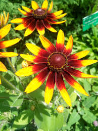 Attēlu rezultāti vaicājumam “Rudbeckia hirta var. hirta leaf”