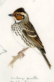 Image result for Emberiza pusilla