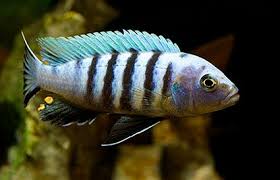 Risultati immagini per cynotilapia pulpican