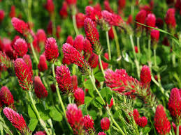 Image result for Trifolium incarnatum