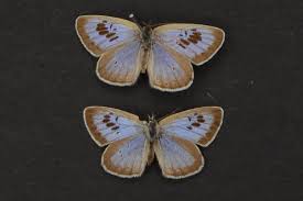 Attēlu rezultāti vaicājumam “Phengaris arion upperside”