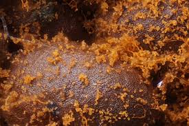 Attēlu rezultāti vaicājumam “Hemitrichia lutescens”