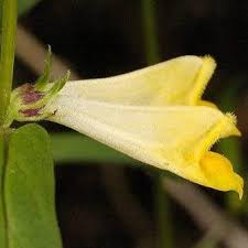 Attēlu rezultāti vaicājumam “Melampyrum pratense bud”