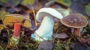 Attēlu rezultāti vaicājumam “Hypomyces chrysospermus”