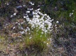 Attēlu rezultāti vaicājumam “Trichophorum alpinum”