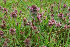 Attēlu rezultāti vaicājumam “Lamium purpureum”