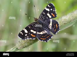 Attēlu rezultāti vaicājumam “Araschnia levana”