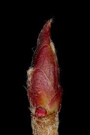 Attēlu rezultāti vaicājumam “x Sorbaronia fallax”