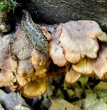 Attēlu rezultāti vaicājumam “Lentinellus ursinus”