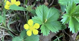Attēlu rezultāti vaicājumam “Potentilla erecta bud”
