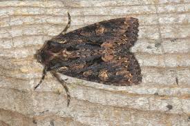 Attēlu rezultāti vaicājumam “Mniotype satura”