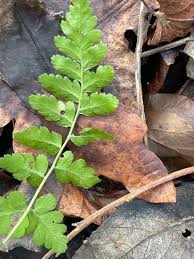 Attēlu rezultāti vaicājumam “Dryopteris cristata”