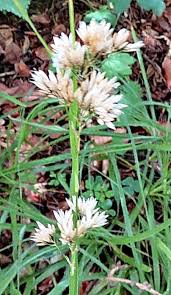 Attēlu rezultāti vaicājumam “Luzula campestris”