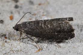 Attēlu rezultāti vaicājumam “Grapholita funebrana”