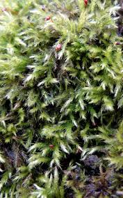 Attēlu rezultāti vaicājumam “Sciuro-hypnum”