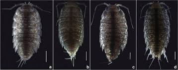 Attēlu rezultāti vaicājumam “Oniscoidea”