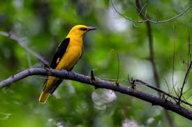 Attēlu rezultāti vaicājumam “Oriolus oriolus male”