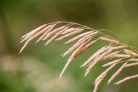 Attēlu rezultāti vaicājumam “Bromopsis inermis”