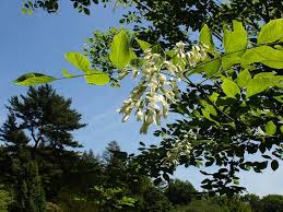 Attēlu rezultāti vaicājumam “Cladrastis kentukea leaf”