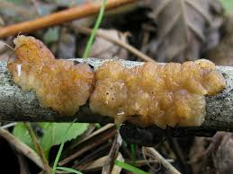 Attēlu rezultāti vaicājumam “Exidia cartilaginea”