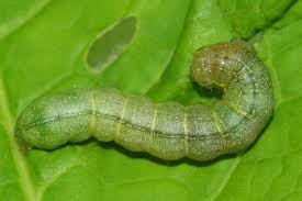 Attēlu rezultāti vaicājumam “Mamestra brassicae”