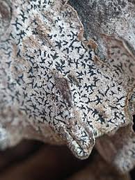 Attēlu rezultāti vaicājumam “Opegrapha atra”