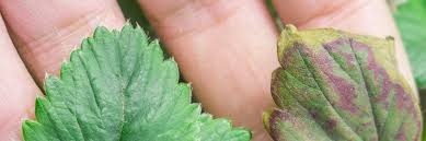 Attēlu rezultāti vaicājumam “Trichia botrytis young”