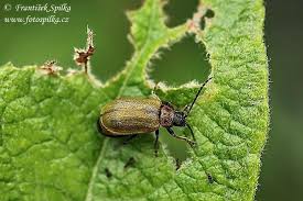 Attēlu rezultāti vaicājumam “Lochmaea caprea”