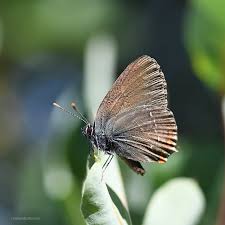 Attēlu rezultāti vaicājumam “Satyrium ilicis”