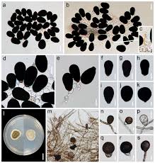 Attēlu rezultāti vaicājumam “Amaurochaete fusiformis spores”