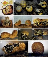 Attēlu rezultāti vaicājumam “Physarum nitens”