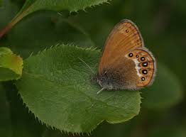 Attēlu rezultāti vaicājumam “Coenonympha hero underside”