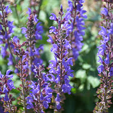 Attēlu rezultāti vaicājumam “Salvia nemorosa flower”