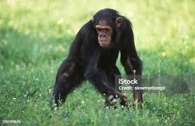 Attēlu rezultāti vaicājumam “Troglodytes troglodytes adult”