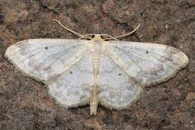 Attēlu rezultāti vaicājumam “Idaea biselata”