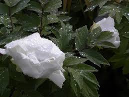 Attēlu rezultāti vaicājumam “Paeoniaceae”