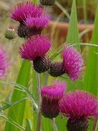 Attēlu rezultāti vaicājumam “Cirsium x rigens flower”