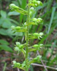 Attēlu rezultāti vaicājumam “Lycogala sphaeroconicum young”