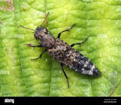 Attēlu rezultāti vaicājumam “Ontholestes murinus”