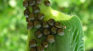 Attēlu rezultāti vaicājumam “Cribraria piriformis stalked”