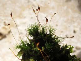 Attēlu rezultāti vaicājumam “Dicranella heteromalla”