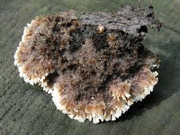 Attēlu rezultāti vaicājumam “Gloiodon strigosus”