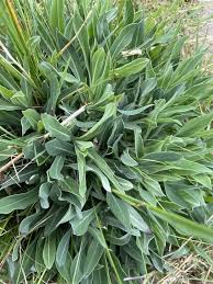 Attēlu rezultāti vaicājumam “Silene vulgaris leaf”