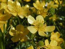 Attēlu rezultāti vaicājumam “Ranunculus elatior flower”