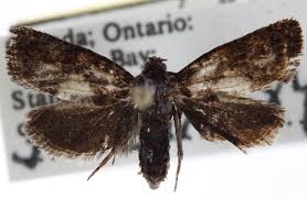 Attēlu rezultāti vaicājumam “Epiblema grandaevana”