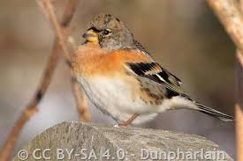 Attēlu rezultāti vaicājumam “Fringilla montifringilla”