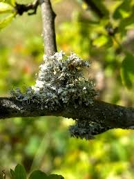 Attēlu rezultāti vaicājumam “Physcia adscendens”